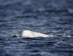 Norvegia acuză Rusia că antrenează balene albe pentru a fi spioni